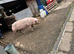 Welsh x P-Train Boar Pig - 2 Years Old for sale