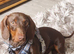 Male Dachshund