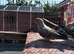 stunning young Blue Bourke parakeets for sale.