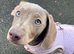 Mini dachshund  liliac blue