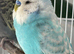 Male budgie