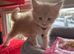 Maine coon kittens
