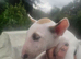 Champion blood line pups forsale