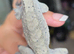 Beautiful grey dalmatian male