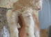 Full Maine Coon Russian Bred Male Kittens