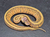 UPDATED Various Ball Python Hatchlings
