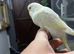 3 x baby budgies