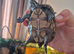 Musk turtle