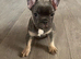 French bulldogs