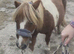 Super Shetland mare