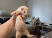 Ferret kits