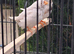 Nice pair zebra finches in large cage