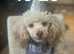 Monty Moonshine KC Caf au Lait Toy Poodle Stud
