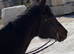 Dream, 17h gentle giant thoroughbred