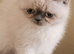Pedigree exotic kitten