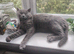 Stud / Reproductive Pedigree British Blue Male