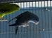 Lineolated parakeets