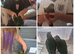 Australian king parrots handreared