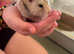2 female hampsters