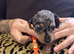 BEAUTIFUL MINIATURE DACHSHUNDS