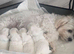 Maltese