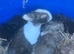Rabbit kits