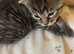 GORGEOUS KITTENS