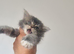 British longhair kittens