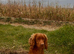 KC registered cocker spaniel stud