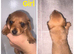 7 miniature dachshund