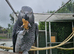 African Grey Pair