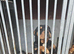 Rottweiler for sale