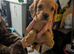 Cocker spaniels puppies