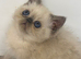 EXOTIC KITTENS