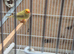 Bengalese finches and Star finches for sale