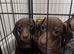 Two gorgeous puppy girls available