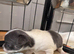 Beautiful Smooth Coat Chihuahua Puppies Ready for Loving Homes