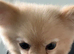 Female Pomeranian