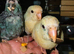 2 cream hand reared kakarikis. Ready weekend of the 27th June.