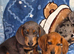 Beautiful dachshunds 2 left