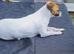 Jack Russel for stud