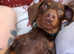 Miniature Dachshund stud