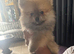 Tiny pomeranians