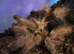 Tarantula Females