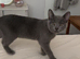 8 month of boy kitten