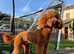 KC REG DNA Health Tested - RED Toy Poodle STUD