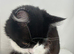 Oreo-male cat