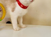 4 cross ragdoll 1 adult 3 kittens