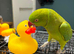 Baby Green Ringneck talking Parrot