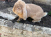 Large Male French Lop - 1 year old, ready for his new home!
